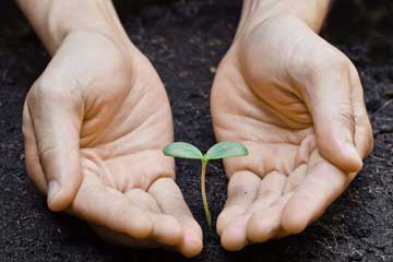 nature vs nurture: hands cupping seedling nature vs nurture: hands cupping seedling