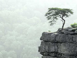 Optimism poem graphic - Tree on Cliff