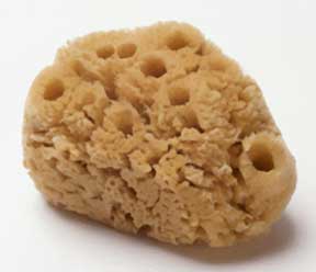 Sponge image